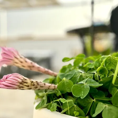 Le Terrazze Di Giulia Lejlighed Palermo